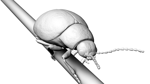 Моделирование 3D жука с переливающимся панцирем