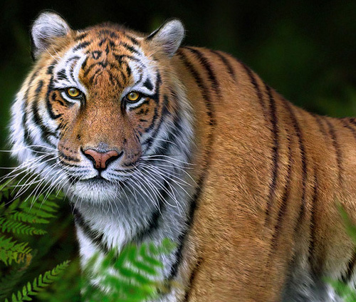 3D тигр